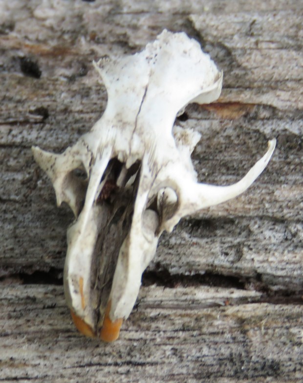 rodent skull 3