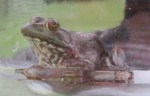 bullfrog