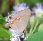 red banded hairstreak