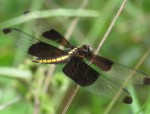 Widow Skimmer, female