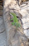 green anole