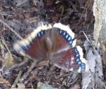 mourning cloak