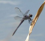 Slaty Skimmer, male