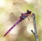 roseate skimmer