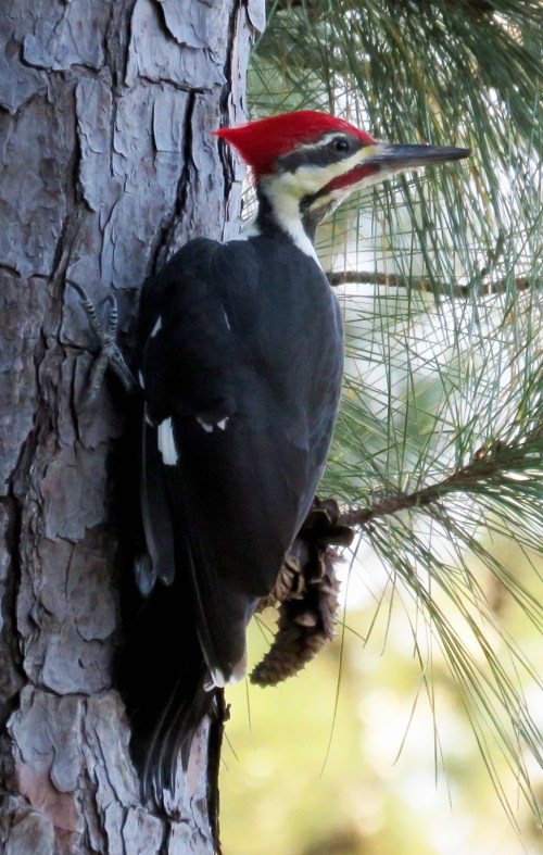 Pileated Woodpecker, Dryocopus pileatus.
