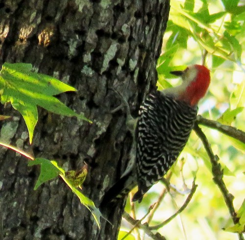 Red-bellied Woodpecker, Melanerpes carolinus.