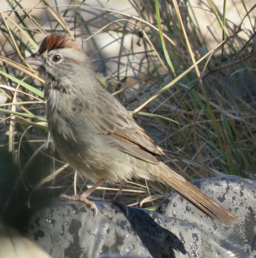 Rufous-crowned Sparrow