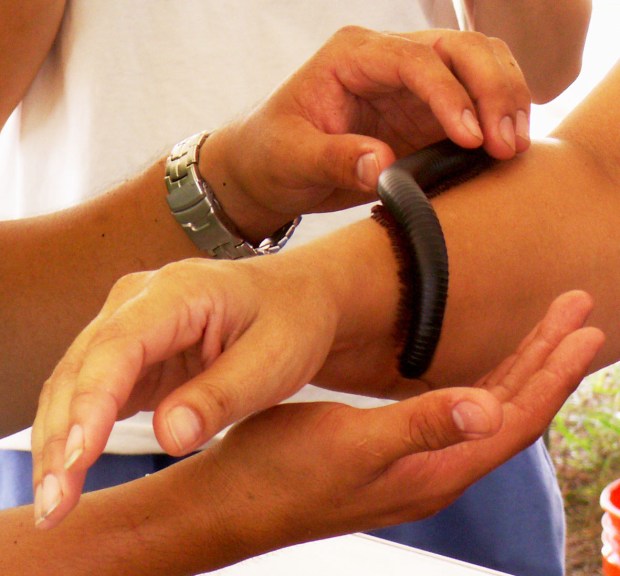A big millipede.  Its legs felt like tiny plastic bristles on a scrub brush.  It tickled.