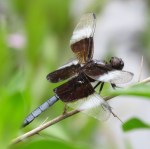 Widow Skimmer male