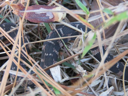 Blotched Water Snake, Nerodia erythrogaster transversa, juvenile.