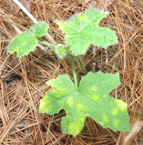 Bullnettle, also called Carolina horse nettle (Solanum carolinense).