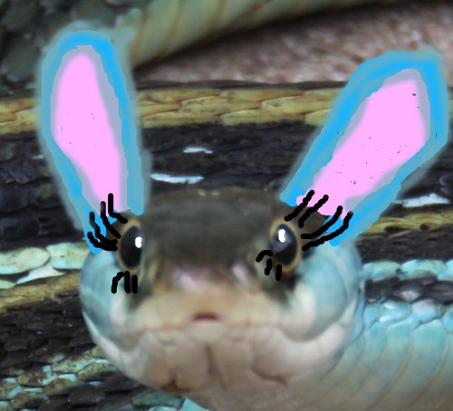 This snake is just some eyelashes away from being in a Disney movie.