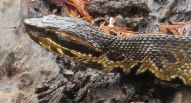 Pupils like slits? I can't even see exactly where its eyes are.