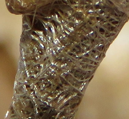 Close-up of stem wrapping.
