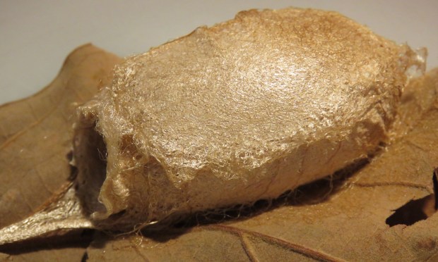 Cocoon, about 1.5 inches (4 cm) long.