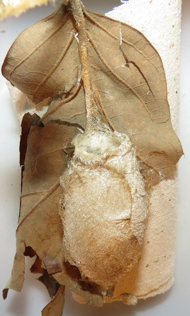 Cocoon on oak leaf.