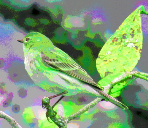 I tinted this bird about ten different colors.