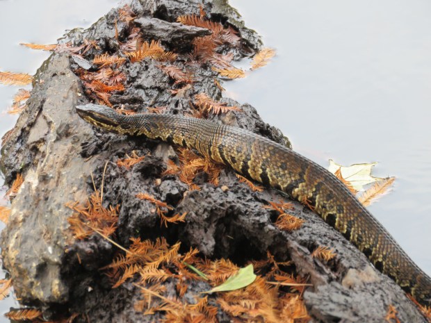 Cottonmouth with bald cypress needles.