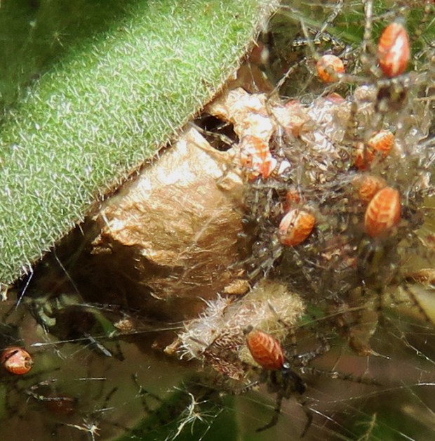 ...in the fuzzy shelter of a goatweed leaf.
