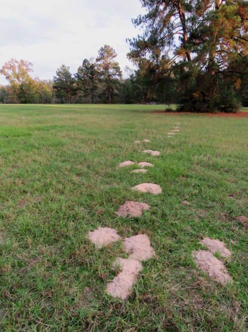 Gopher mounds luring me into the pasture, to find what? Only the gophers know their sinister plan.