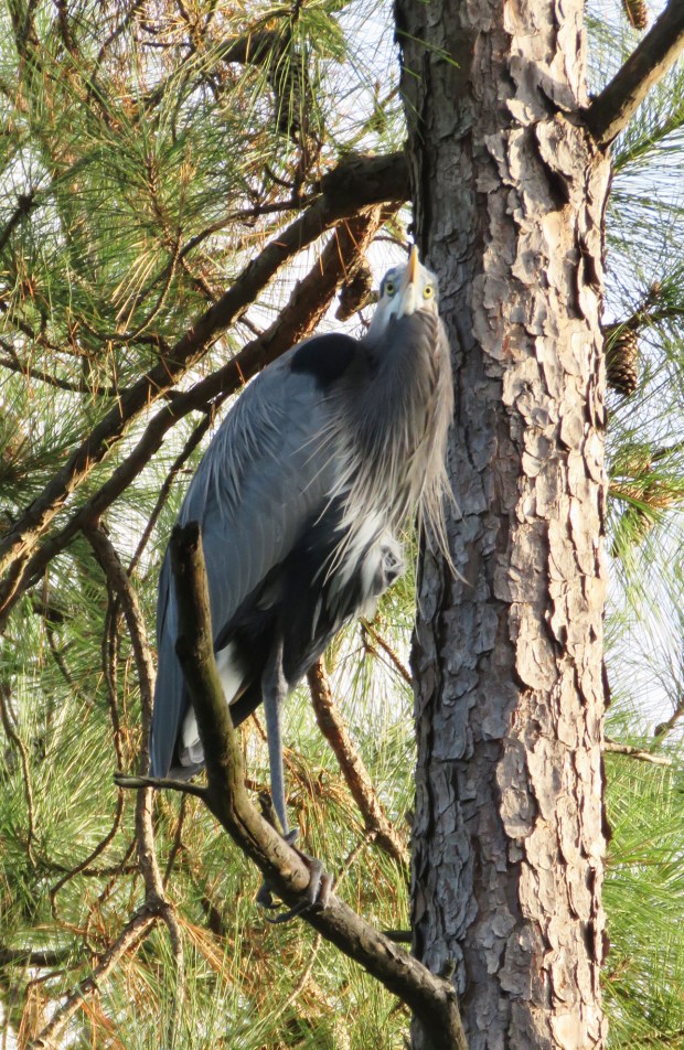 Zoomed in to see the odd effect of being beneath the bird.