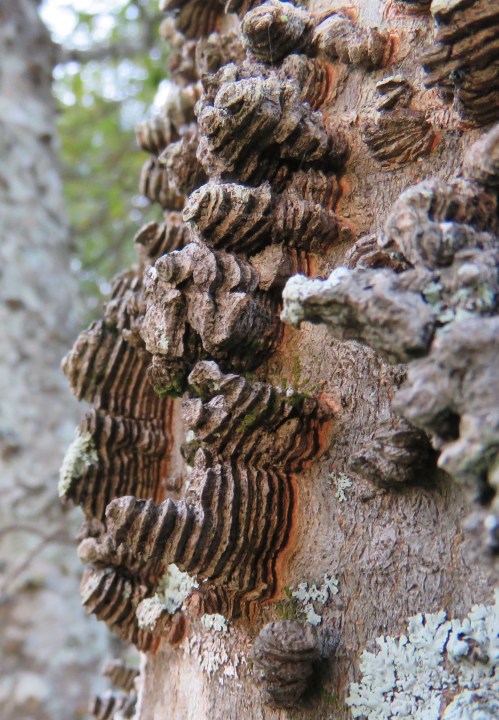 Close-up of the bumpy bark.