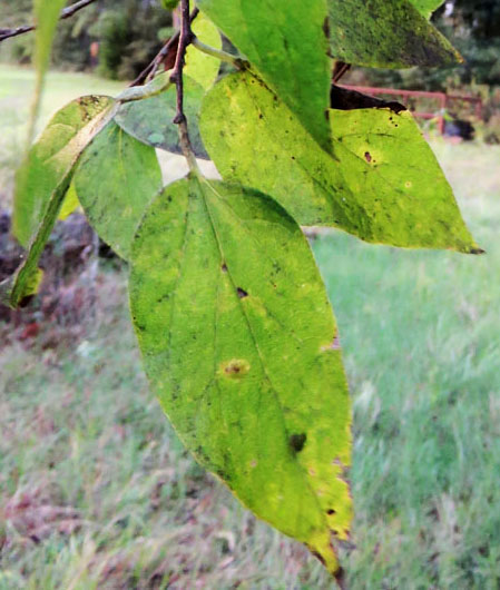 Sugar Hackberry leaves.