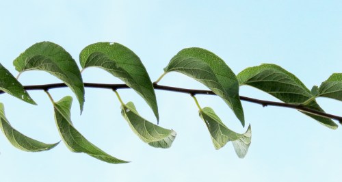 Another species, Netleaf Hackberry, in Central Texas.