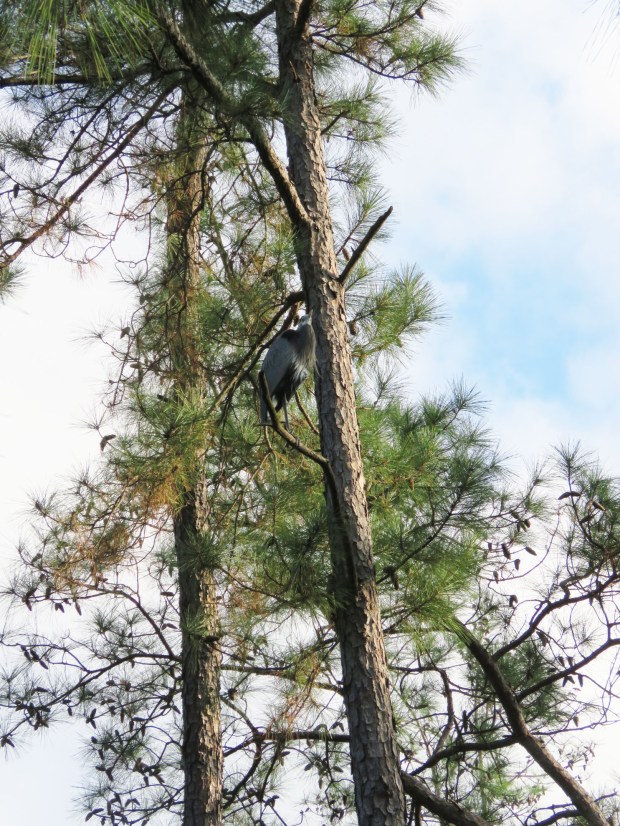 Great Blue Heron up in a pine tree.