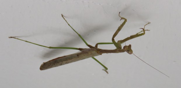 Male mantis.