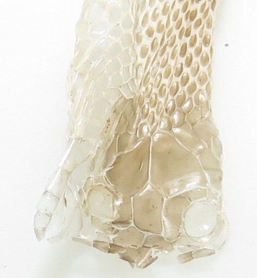 You can see the larger scales on the head and over the eyes.