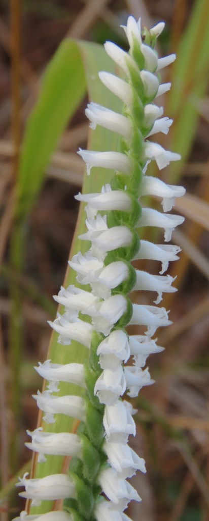 Close-up of the wild orchid.