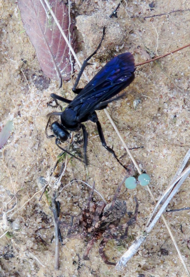 She was moving very quickly as she pulled this spider up a slope.