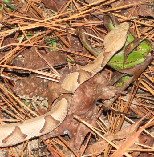 The shadows of the tree branches camouflage the snake.