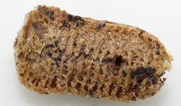 The underside of the egg case.