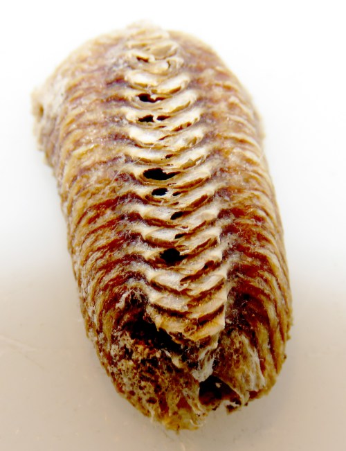 Mantis egg case.
