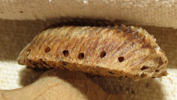 I believe the holes in the side and on the top are where the young mantises emerged.