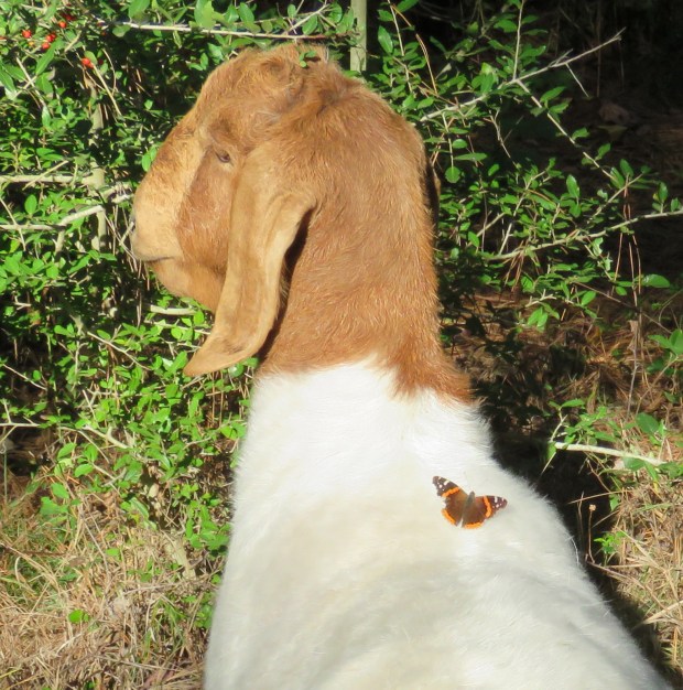 Leila hosts a visitor.