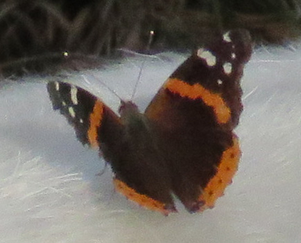 Red Admiral, Vanessa atalanta, on Boer goat.