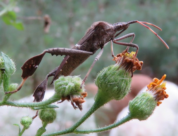 Eastern Leaf-footed Bug, Leptoglossus phyllopus