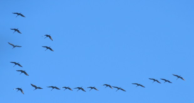 Sandhill Cranes, Grus canadensis.