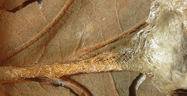 This one attached to the leaf with an amazing multi-colored braid. 