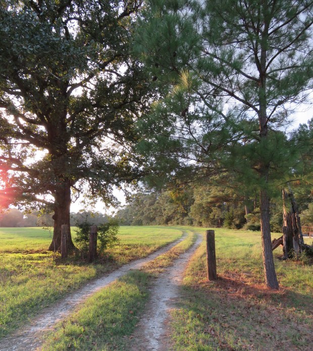 Our road, East Texas.