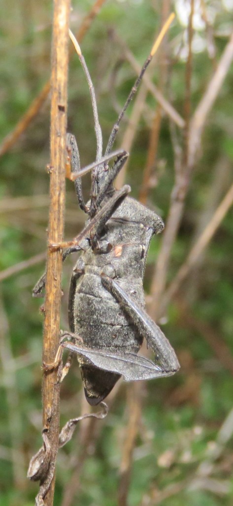 I believe this one is an Acanthocephala species.