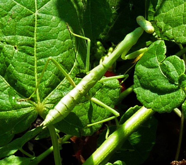 The innocent insect that started a discussion.