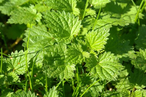 Stinging nettle (Urtica urens).