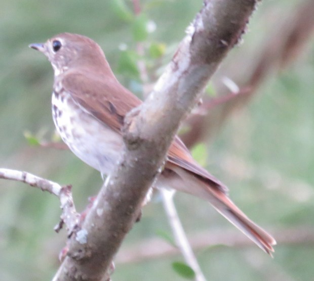 Bird species #87 for our farm -- Hermit Thrush.