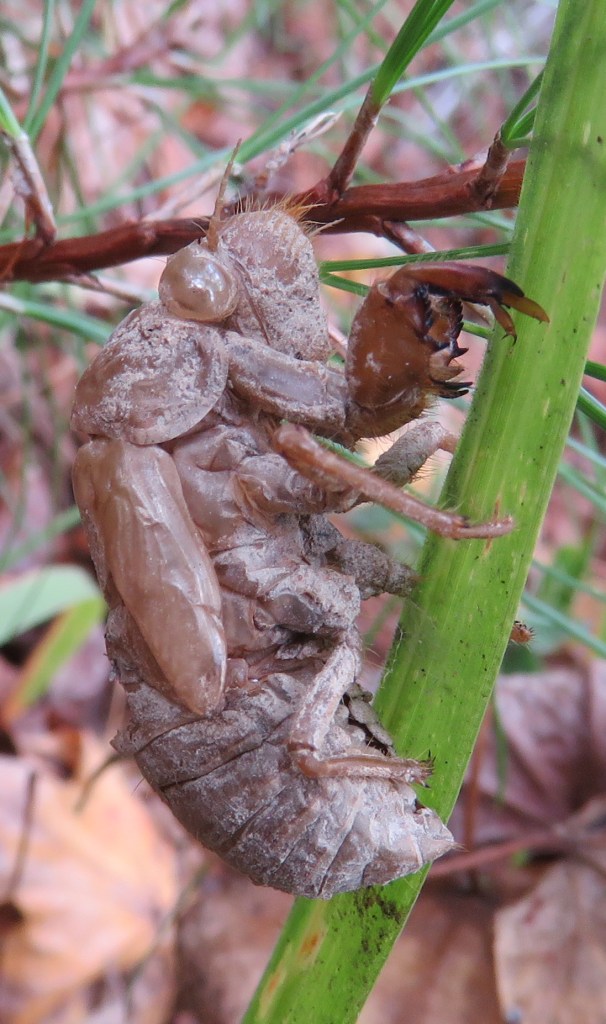 Hollow carapace of a cicada. Who knows how long it's been clinging to this grass blade?