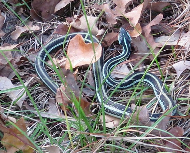 western ribbon snake