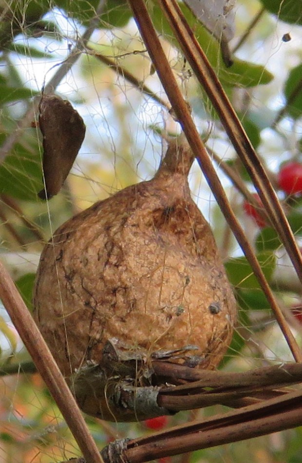 Close-up.